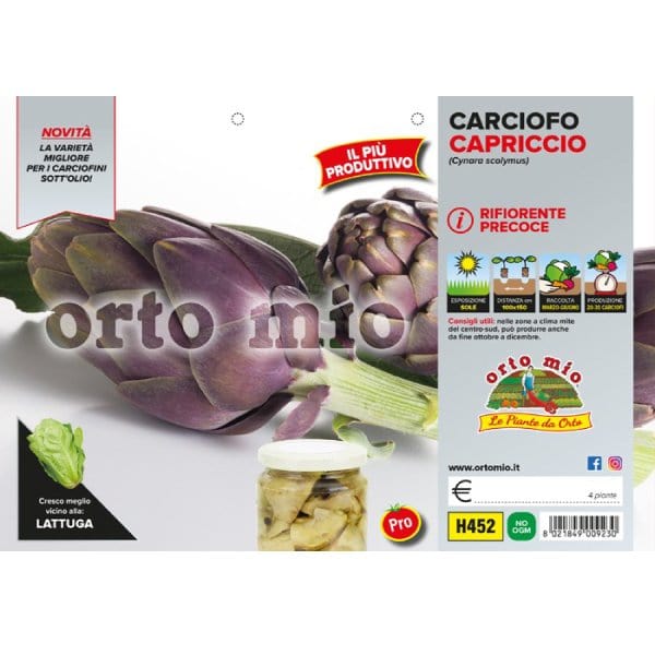Carciofo Violetto Rifiorente precoce var. Capriccio F1 - 1 pianta v.10 cm - Orto Mio Orto Mio
