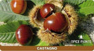 Castagno Tipo (Impollinatore) - v. 20 cm - Apice Piante Apice piante (2492472)