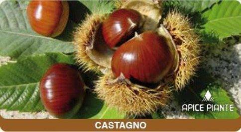 Castagno Tipo (Impollinatore) - v. 20 cm - Apice Piante Apice piante