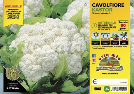 Cavolfiore Autunnale Kastor F1 - 6 piante - Orto Mio Orto Mio (2492629)