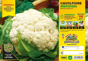 Cavolfiore invernale Meridien F1 - 6 piante - Orto Mio Orto Mio (2492632)