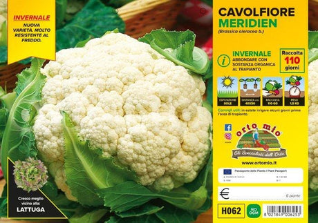 Cavolfiore invernale Meridien F1 - 6 piante - Orto Mio Orto Mio (2492632)