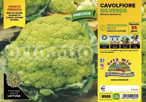 Cavolfiore Macerata precoce Gilverde F1 - 6 piante - Orto Mio Orto Mio (2492634)