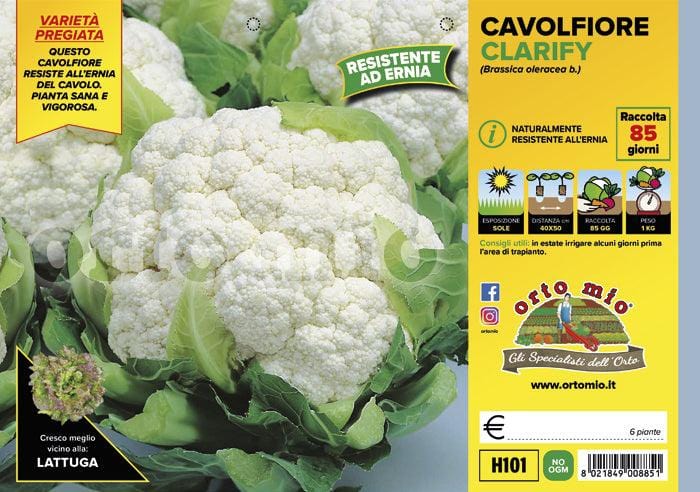 Cavolfiore resistente all′ernia del cavolo Clarify F1 - 6 piante - Orto Mio Orto Mio (2492639)