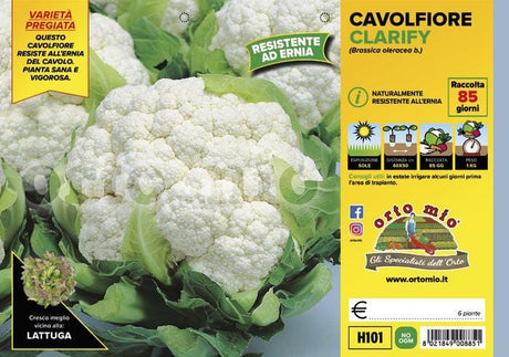 Cavolfiore resistente all′ernia del cavolo Clarify F1 - 6 piante - Orto Mio Orto Mio (2492639)