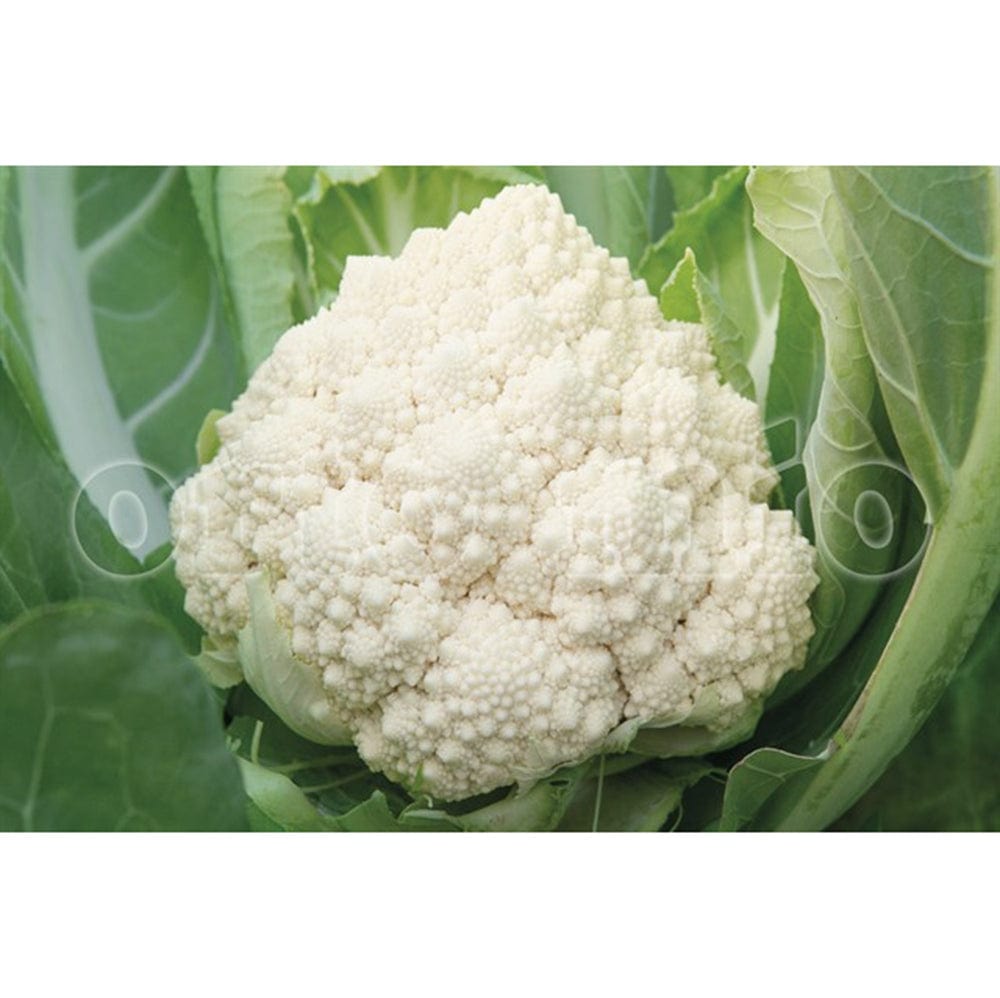 Cavolfiore Romanesco bianco Natalino - 6 piante - Orto Mio Orto Mio