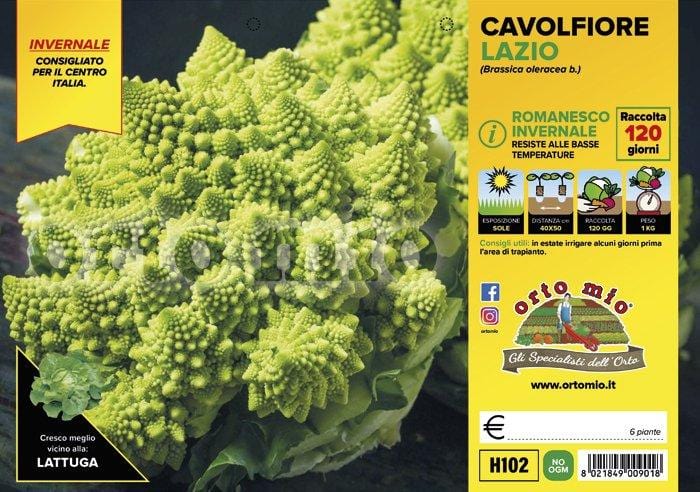 Cavolfiore Romanesco Invernale Lazio F1 - 6 piante - Orto Mio Orto Mio (2492640)