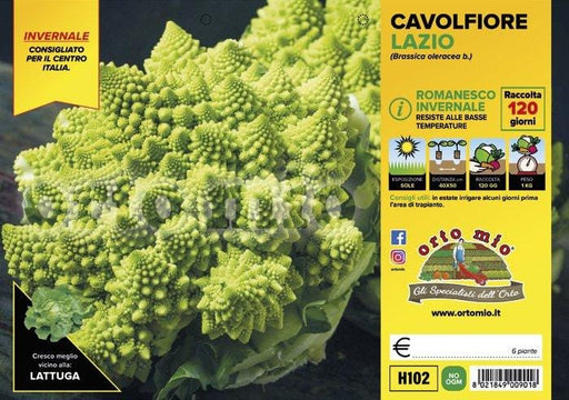 Cavolfiore Romanesco Invernale Lazio F1 - 6 piante - Orto Mio Orto Mio (2492640)