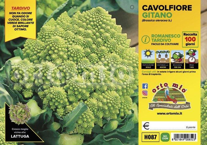 Cavolfiore romanesco tardivo Gitano F1 - 6 piante - Orto Mio Orto Mio (2492642)