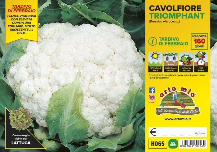 Cavolfiore tardivo di febbraio Triomphant F1 - 6 piante - Orto Mio Orto Mio (2492643)