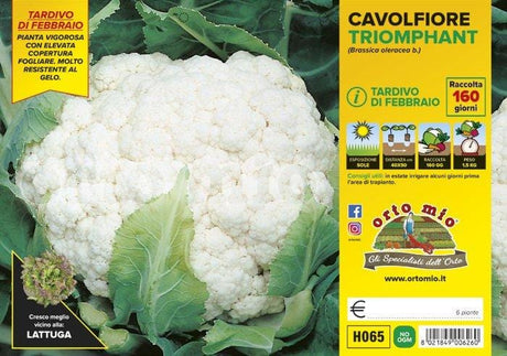 Cavolfiore tardivo di febbraio Triomphant F1 - 6 piante - Orto Mio Orto Mio (2492643)