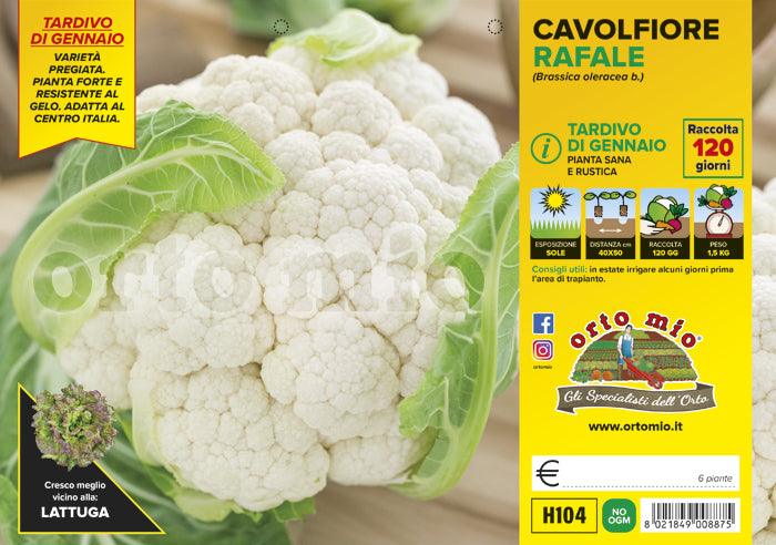 Cavolfiore tardivo di gennaio Rafale F1 - 9 piante - Orto Mio Orto Mio (2492644)