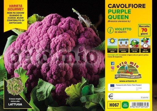 Cavolfiore violetto Purple Queen F1 - 6 piante - Orto Mio Orto Mio (2492645)