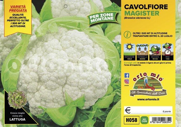 Cavolfiore zone montane Magister F1 - 6 piante - Orto Mio Orto Mio (2492646)