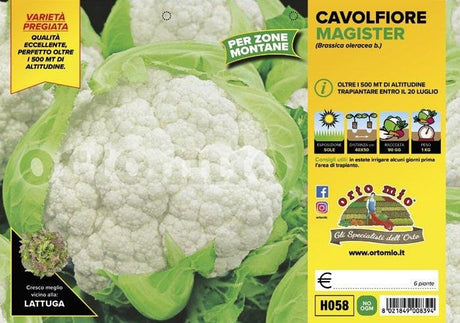 Cavolfiore zone montane Magister F1 - 6 piante - Orto Mio Orto Mio (2492646)
