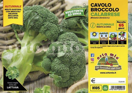 Cavolo Broccolo Calabrese Autunnale Centauro F1 - 6 piante - Orto Mio Orto Mio (2492648)