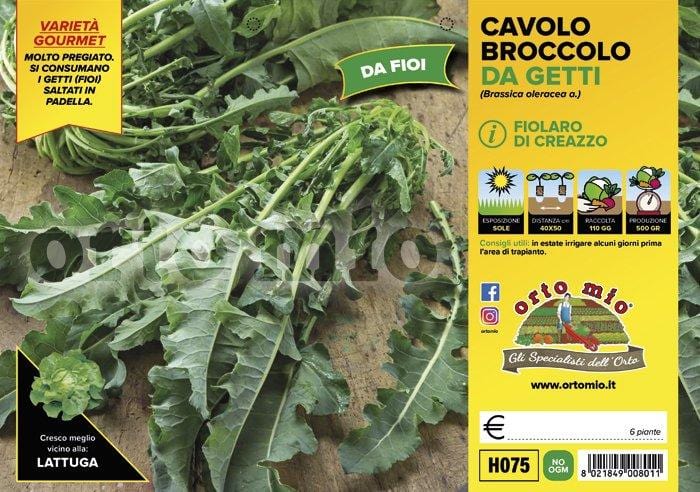 Cavolo broccolo da getti Fiolaro di Creazzo - 6 piante - Orto Mio Orto Mio (2492651)