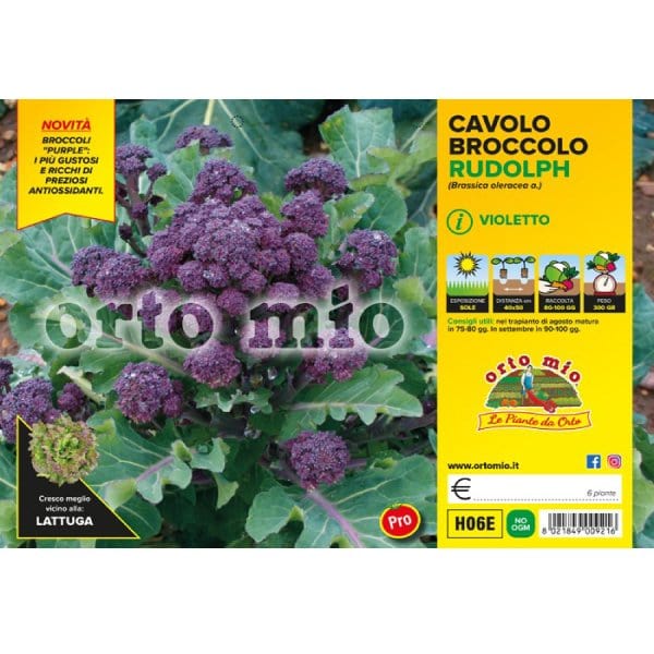 Cavolo Broccolo Violetto var. Rudolph F1 - 6 piante - Orto Mio Orto Mio (2492656)