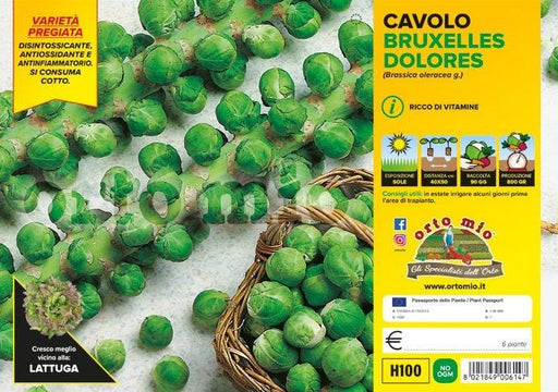 Cavolo Bruxelles Dolores F1 - 6 piante - Orto Mio Orto Mio (2492657)