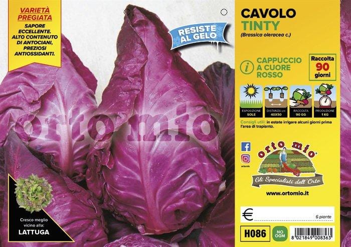Cavolo cappuccio cuore rosso Mars F1 - 6 piante - Orto Mio Orto Mio (2492660)