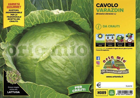 Cavolo Cappuccio da Crauto Varazdin - 6 piante - Orto Mio Orto Mio (2492662)