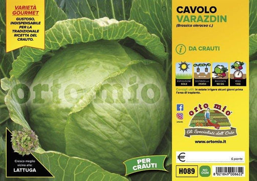 Cavolo Cappuccio da Crauto Varazdin - 6 piante - Orto Mio Orto Mio (2492662)