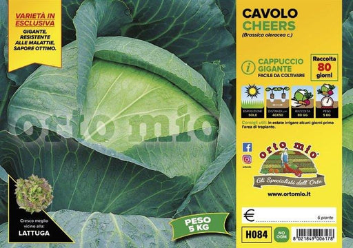 Cavolo Cappuccio Gigante Cheers F1 - 6 piante - Orto Mio Orto Mio (2492664)