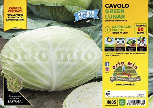 Cavolo Cappuccio Piatto Green Lunar F1 - 6 piante - Orto Mio Orto Mio (2492665)