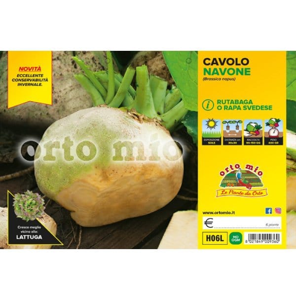 Cavolo Navone o rutabaga var. Wilhelmsburger - 6 piante - Orto Mio Orto Mio (2492671)