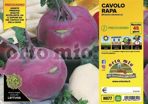 Cavolo rapa violetto Ukza F1 - 6 piante - Orto Mio Orto Mio (2492674)
