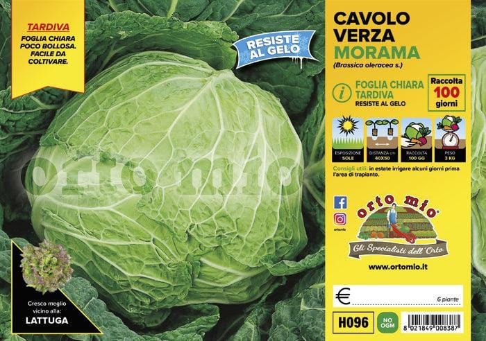 Cavolo verza chiara tardiva Morama F1 - 6 piante - Orto Mio Orto Mio (2492678)
