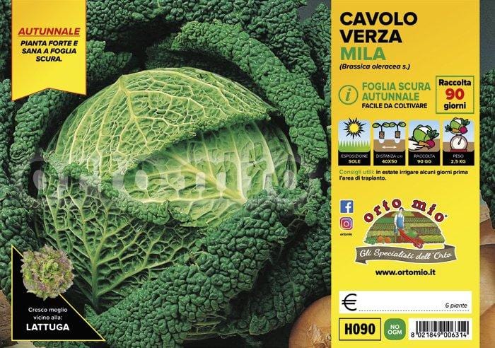 Cavolo verza scura autunnale Mila F1 - 6 piante - Orto Mio Orto Mio (2492680)