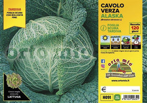 Cavolo Verza Scura tardiva Alaska F1 - 6 piante - Orto Mio Orto Mio (2492683)