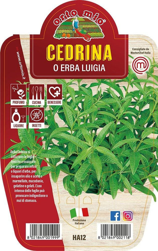 Cedrina o Erba Luigia - 1 pianta v.14 cm - Orto Mio Orto Mio (2492691)