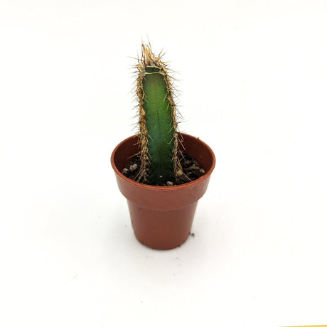 Cereus Forbesii SSP / 3,5 cm MillStore (2492695)