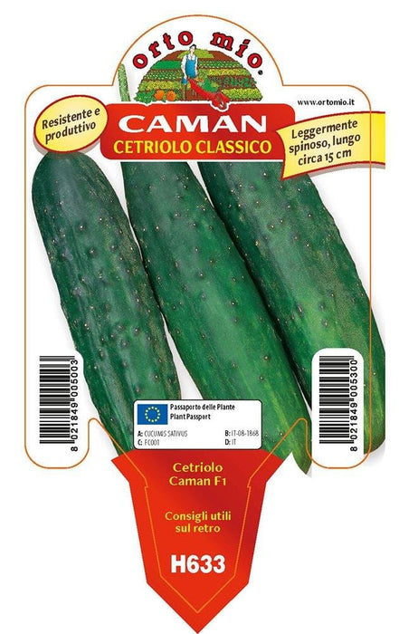 Cetriolo classico Caman F1 - 1 pianta v.10 cm - Orto Mio Orto Mio