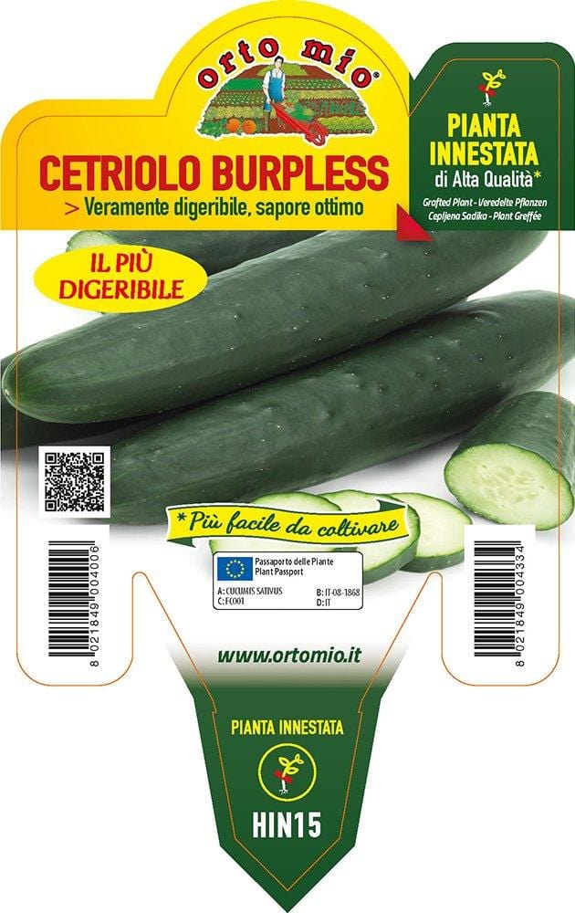 CETRIOLO TASTY SUN PLUS F1 - Sementi Crivellaro - Foto 5