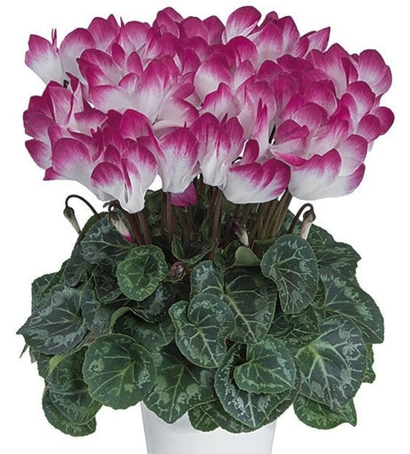 Ciclamino Indiaka Magenta MillStore (2492778)