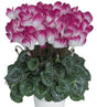 Ciclamino Indiaka MillStore (2492776)