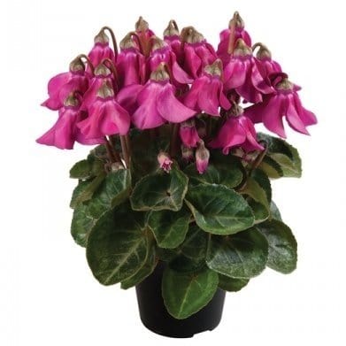 Ciclamino Petticoat - v.12 in terracotta Fuchsia / 12 cm MillStore (2492782)