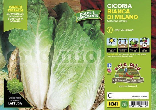 Cicorie e Radicchio bianca di Milano Sumero F1 - 9 piante - Orto Mio Orto Mio (2492792)