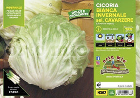 Cicorie e Radicchio Bianca Invernale sel. Cavarzere - 9 piante - Orto Mio Orto Mio (2492793)
