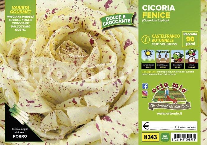 Cicorie e Radicchio Castelfranco autunnale Fenice - 9 piante - Orto Mio Orto Mio