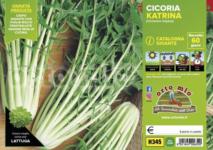 Cicorie e Radicchio Catalogna Gigante Katrina F1 - 9 piante - Orto Mio Orto Mio