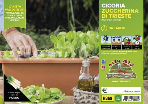 Cicorie e Radicchio da taglio Zuccherina di Trieste - 9 piante - Orto Mio Orto Mio (2492798)