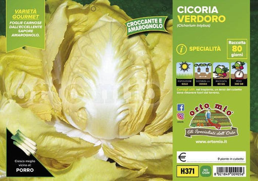 Cicorie e Radicchio Gialla Verdoro - 9 piante - Orto Mio Orto Mio