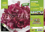 Immagine illustrativa: Radicchio goriziano o rosa isontina. La pianta ricevuta può avere dimensioni e sviluppo diversi.