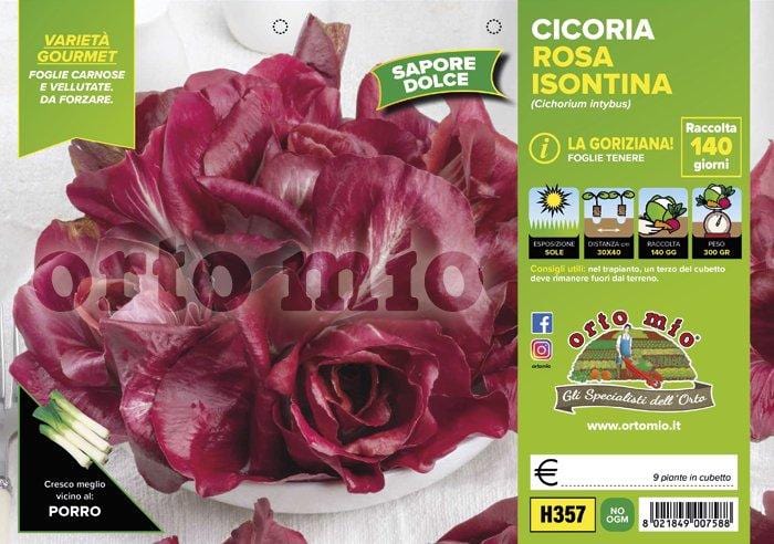 Cicorie e Radicchio Goriziana o Rosa Isontina - 9 piante - Orto Mio Orto Mio