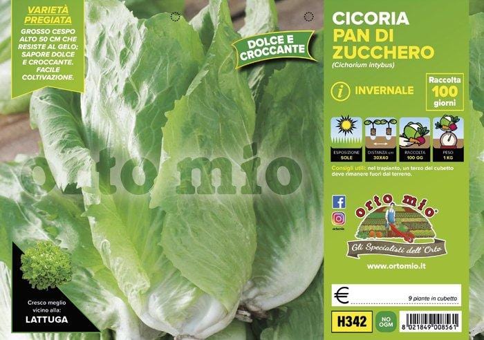 Cicorie e Radicchio pan di zucchero invernale E115 F1 - 9 piante - Orto Mio Orto Mio (2492802)