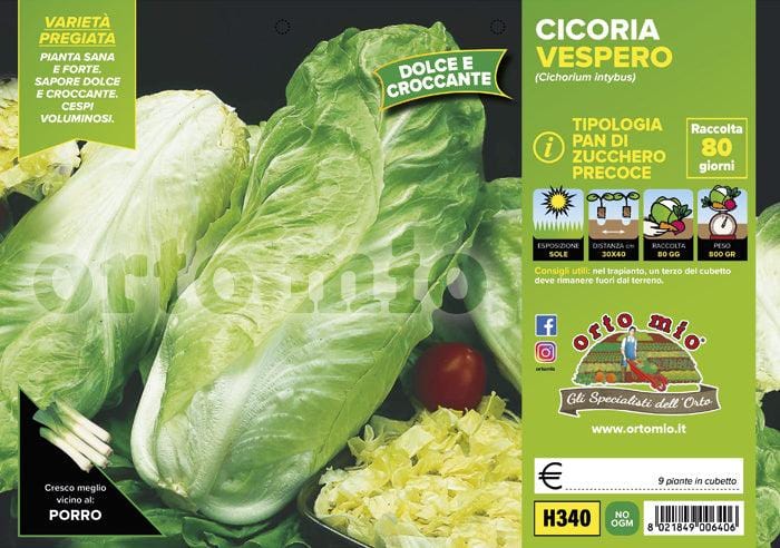 Cicorie e Radicchio pan di zucchero precoce Vespero F1 - 9 piante - Orto Mio Orto Mio (2492803)
